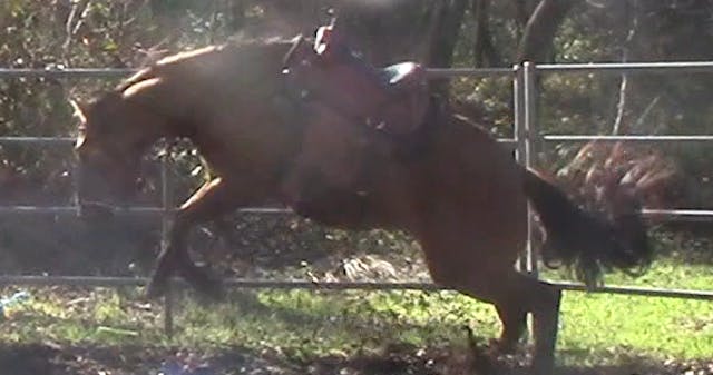 Why Did My Horse Buck Me Off (Ground ...