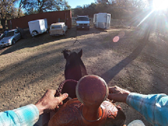 Your hands On The Reins Part 2, Head Elevation, Calm Down Cue and Speed Control*