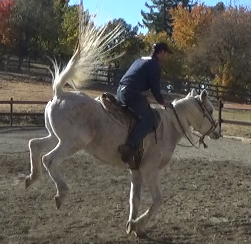 Bucking In The Canter (Saddle Exercises)*