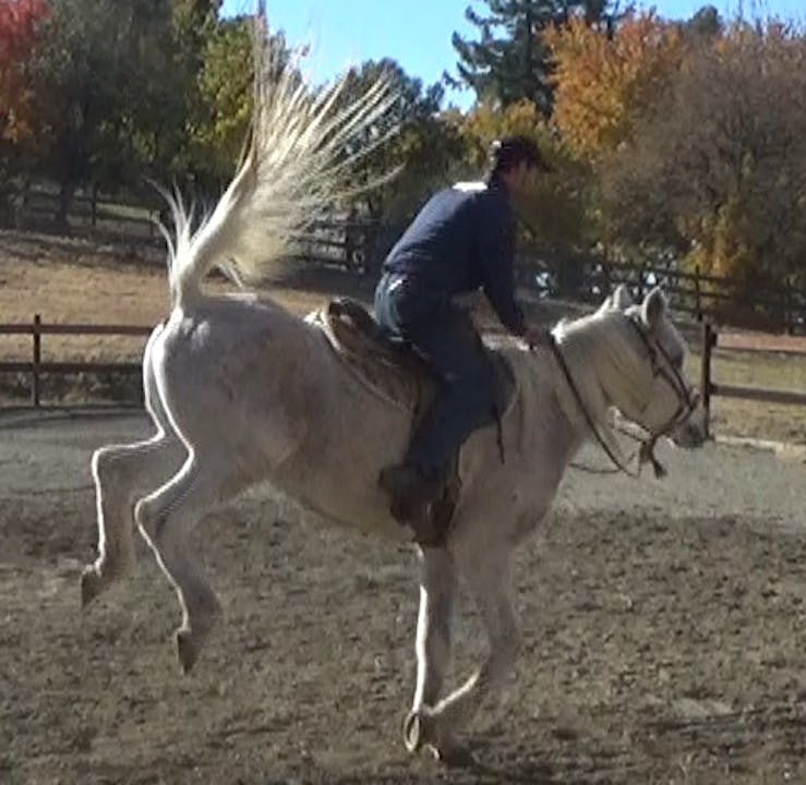 Bucking In The Canter (Saddle Exercises)* Solving Behavior Issues