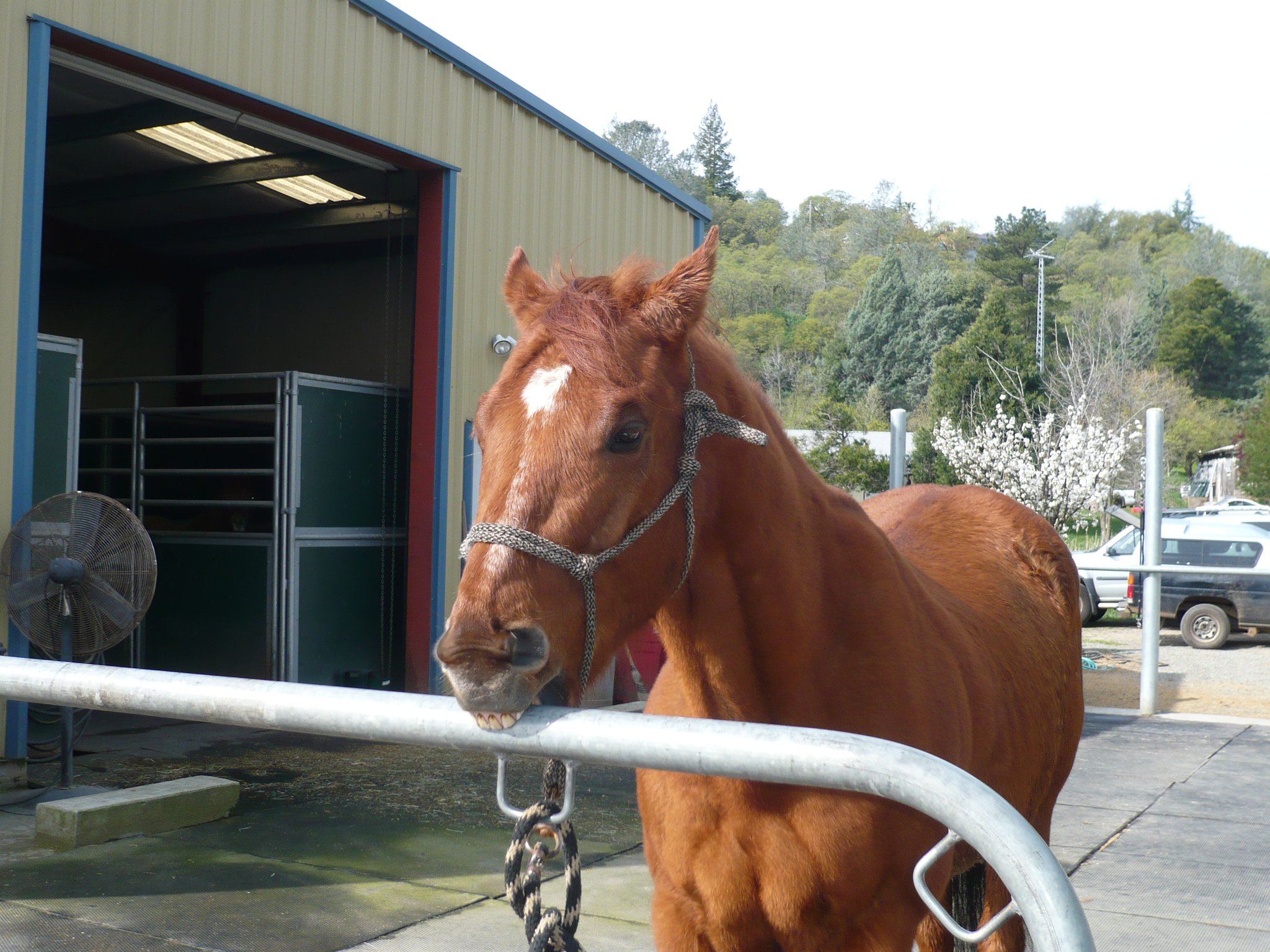 How Do You Stop A Horse from Cribbing
