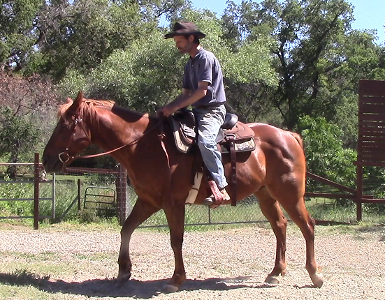 Introducing Your Legs To The Unbroke Horse (Saddle Exercise)*
