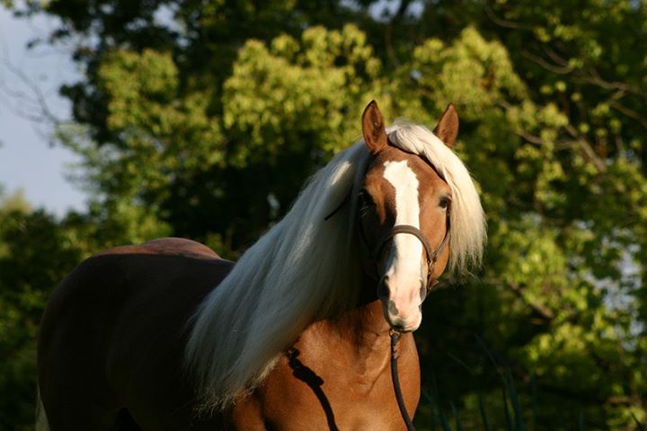 Multi-talented Marcoe in Equestrian Connection Part 3.pdf