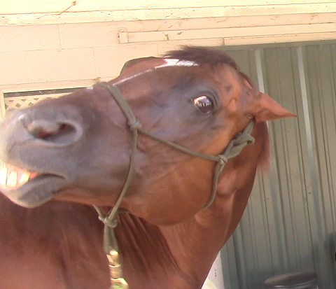 Solving The Root Cause of Irritability and Ear Pinning (Ground Exercise)*