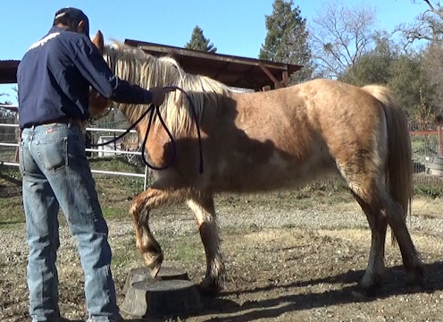 Teaching Blind Horses To Step Over Obstacles With Out Tripping (Ground Exercise)