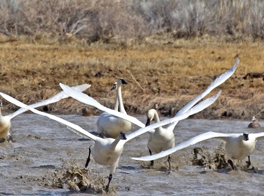 Video 3, Episode 2, Birds, No Sound, For Horses Vision (Downloadab)