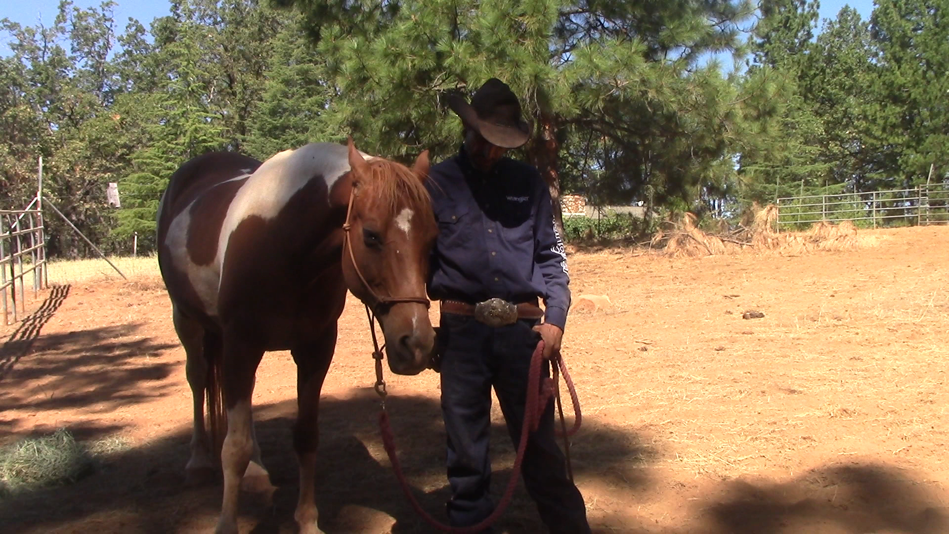 Rescue and Abused Horses, Building Trust, Confidence and a Bond
