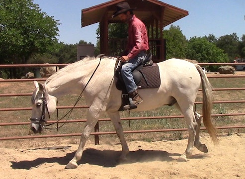 Teaching The Calm Down Cue (Saddle Exercise)*