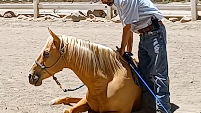 Connecting With Your Horse Built On Confidence and Trust - Episode 2 -