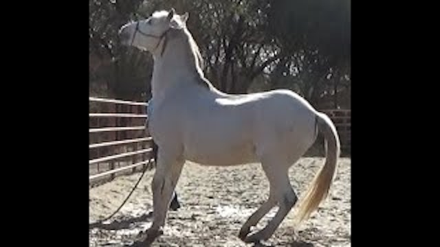 My Horse Pulls Back While Tied, How to Solve the Issue