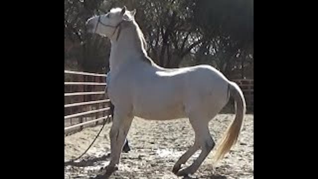 My Horse Pulls Back While Tied, How t...