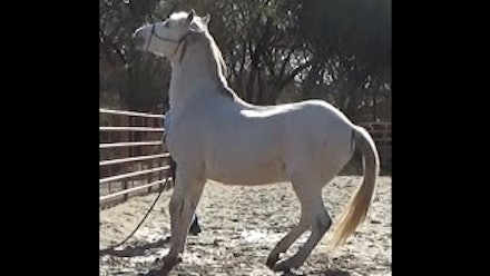 Mike Hughes Horsemanship Members Page Video