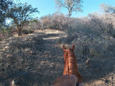 Teach Your Horse how to Ride Up and Down Hills Safley
