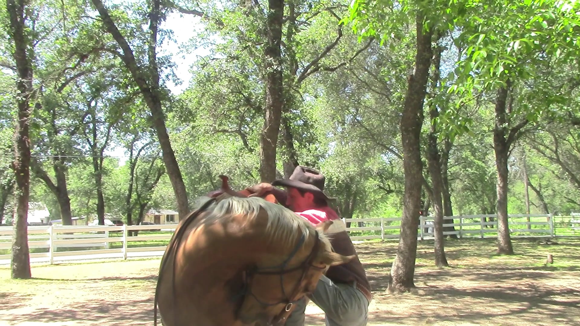 Shoulder Control (Part 2, The Perfect Start For The Unbroke Horse)*