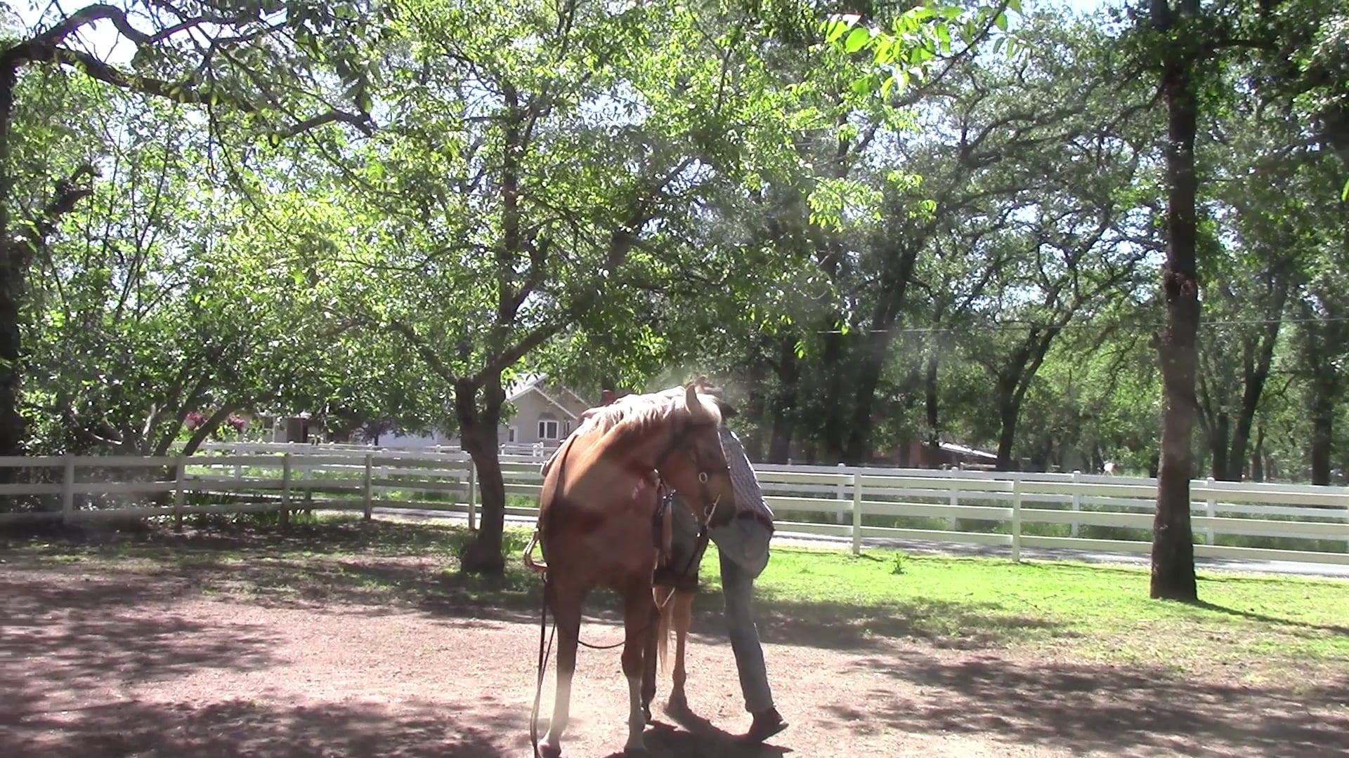 Hip Control, Fist ride on the unbroke horse (Part 1)*