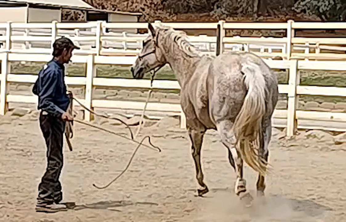 Working With Sensitive Defensive Rescue Horses (Preview) Previews