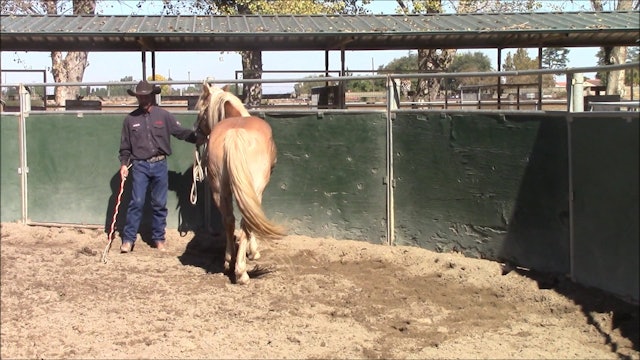 Teaching your horse to mount from the mounting block (Ground Exercise)*