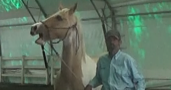 Solve Your Horse Separation Anxiety From The Ground Up