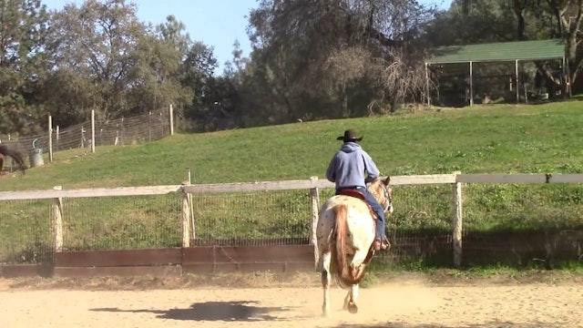 Teaching Your Horse Speed Control (Saddle Exercise)*
