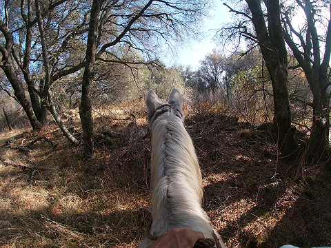 Your Hands on the Reins - Part 2 - Spooking out on the Trails -