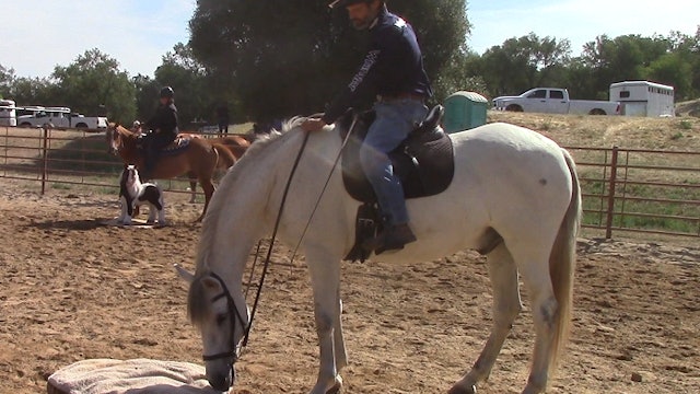 Obstacle Crossing Builds Horse's Confidence
