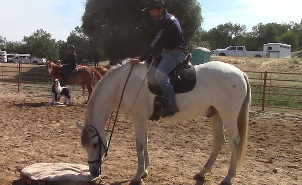 Obstacle Crossing Builds Horse's Conf...