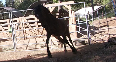 Rescue Horses With Food Aggression Issues
