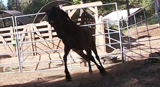 Rescue Horses With Food Aggression Is...