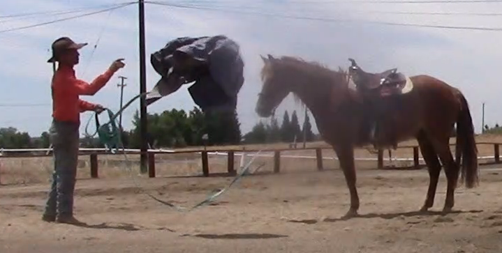 4 Exercises That Will Build Your Horses Confidence (Ground Exercises)