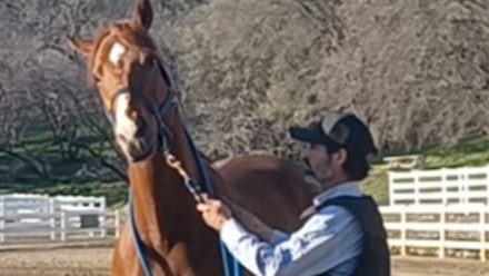 Mike Hughes Horsemanship Members Page Video