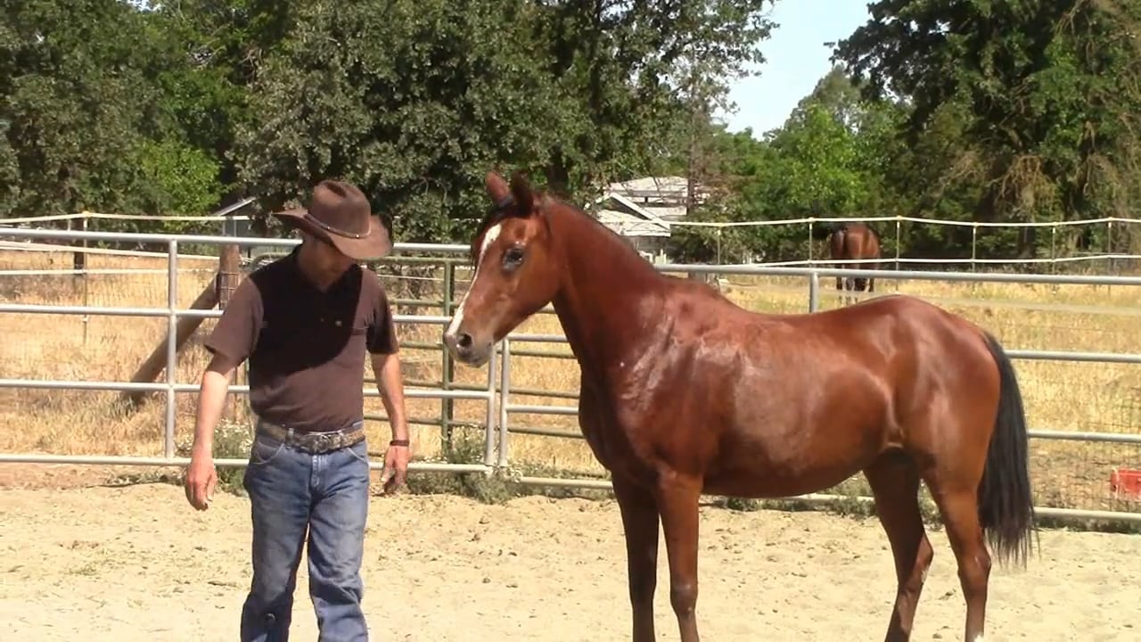 Building A Bond with the Kill Pen Rescue Horse (Ground Exercise)*