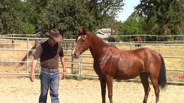 Building A Bond with the Kill Pen Rescue Horse (Ground Exercise)*