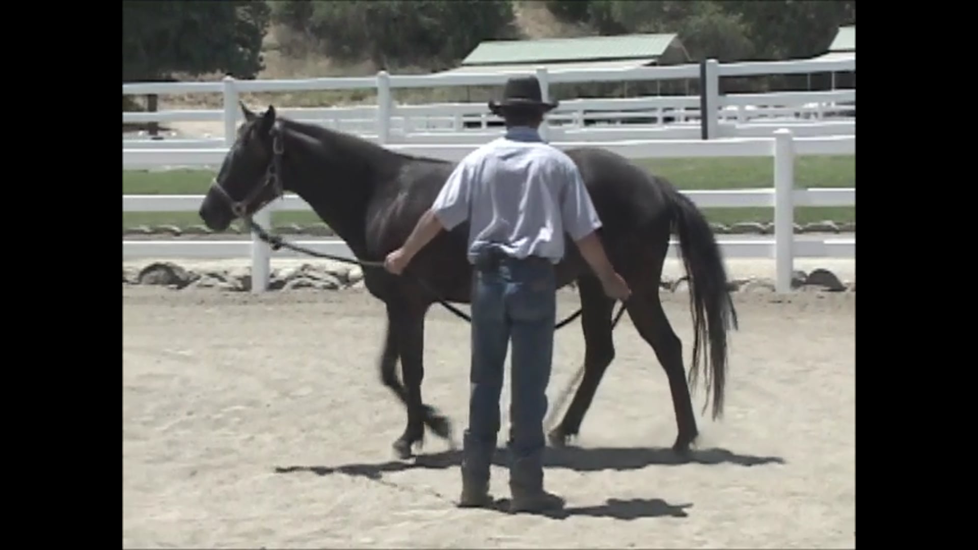 Teaching your horse good ground manners (Ground Exercises)*