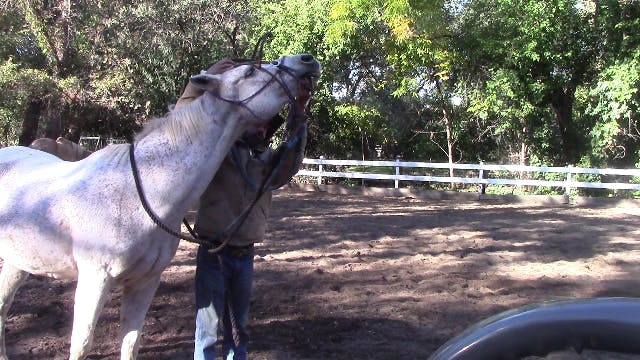 Hard To Bridle Horses (Ground Exercise)*