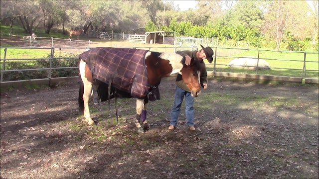 Is your horse afraid of the winter blankets (Ground Exercises)*