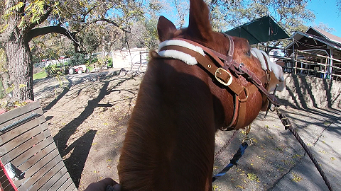 I will Rear, Spin and Balk Still I am Not Leving The Barn