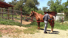 Horse Trailer Phobias Part 1 (Ground Exercises)*