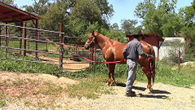 Horse Trailer Phobias Part 1 (Ground ...