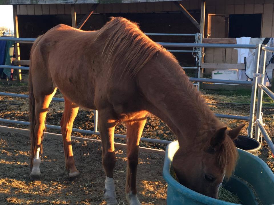Rescuing The Kill Pen Horse (Ground Exercise)*