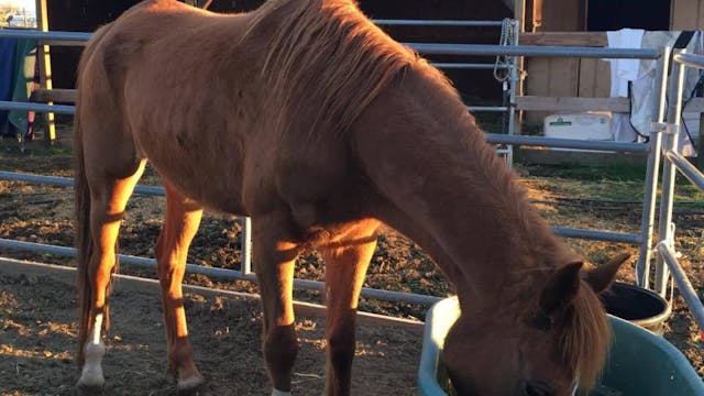 Rescuing The Kill Pen Horse (Ground E...