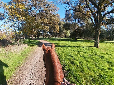 Solve Common Horse Trail Riding Problems, Click Here to Learn More