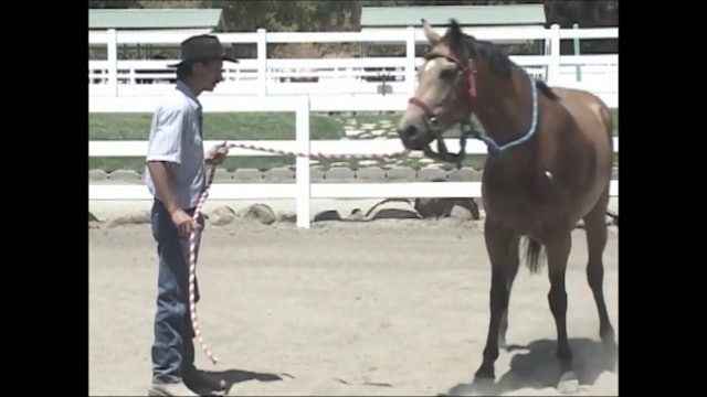 Working with the abused horse (Ground Exercses)*