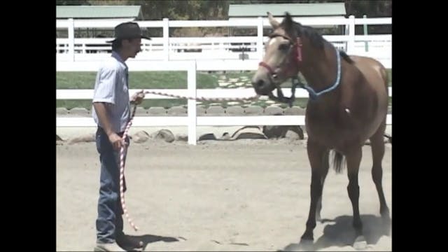 Working with the abused horse (Ground...