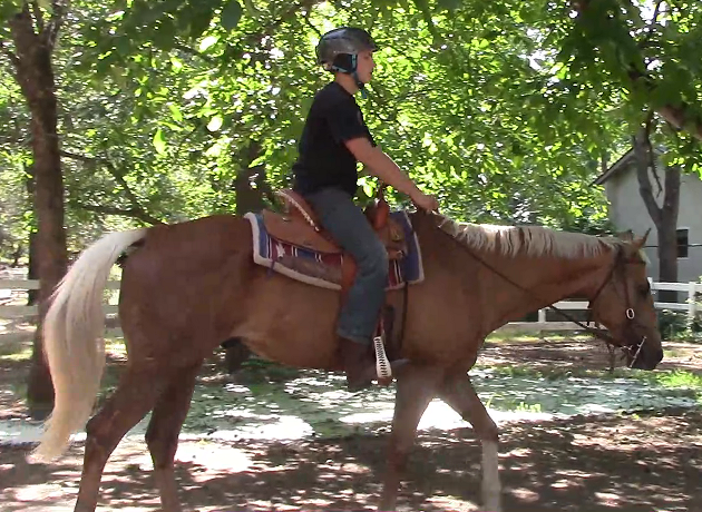 Preparing Your Unbroke Horse For The Trot (Saddle Exercise)*