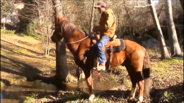 Teaching Your Horse How to Cross Trail Obstacles (Part 1)