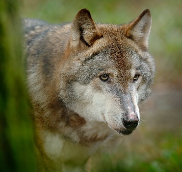 Video 1, Episode 3, Wildlife, With Sound, Horses Vision (Phone to Projector)