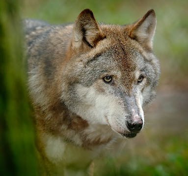 Video 1, Episode 3, Wildlife, With So...