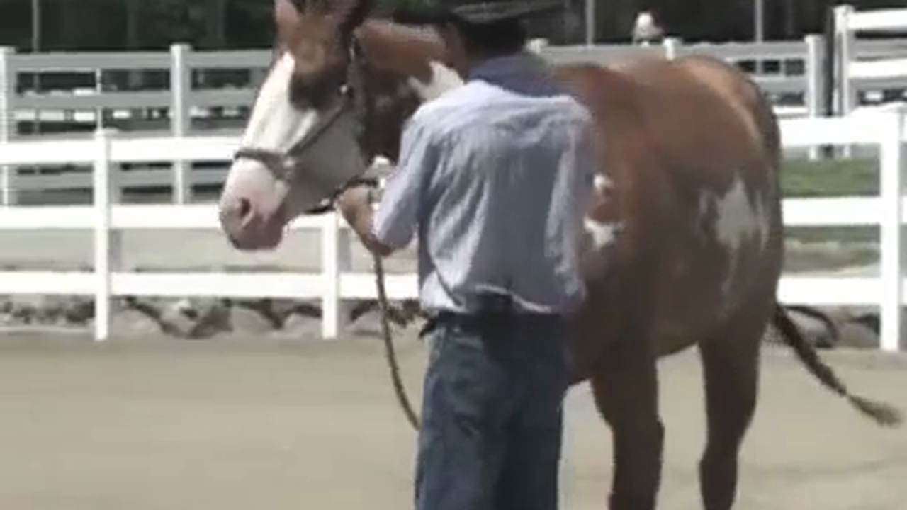 Abused Woman and Children Foundation -Demo (Special Event)*