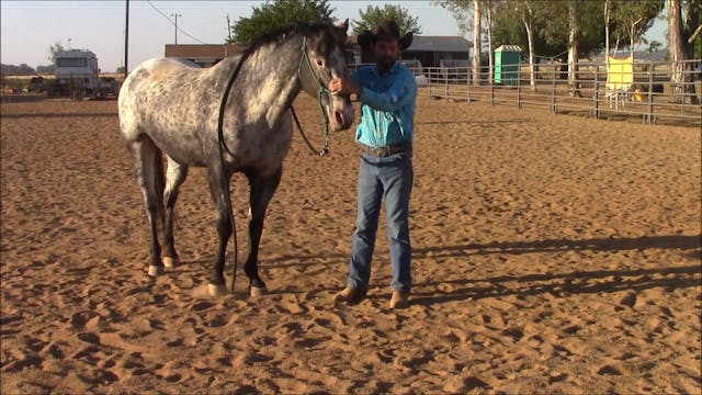 Hard to bridle horses (Ground Exercis...