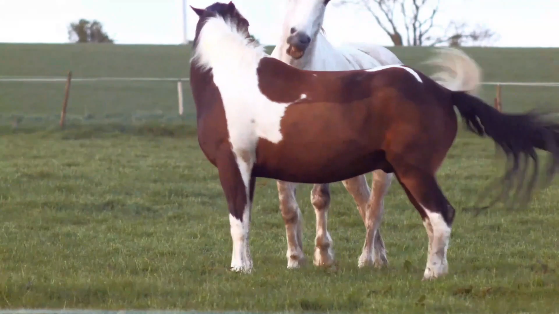 Video 7, Episode 2, Video's 1 - 6, No Sound, Horses Vision (Phone to Projector)